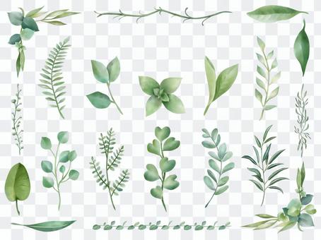 Various leaf botanical collection Various leaf botanical collection