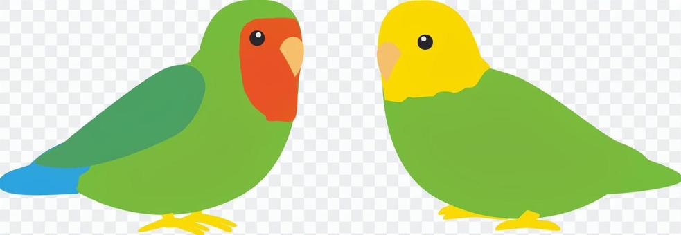 Two parroters staring at each other Two parroters staring at each other