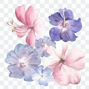 Small flowers 12 - Collect loquat Small flowers 12 - Collect loquat