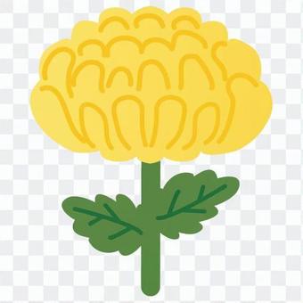 Chrysanthemum Chrysanthemum