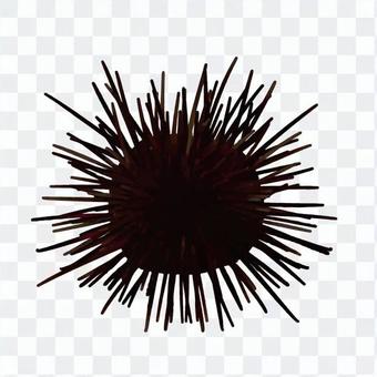 Murasaki Sea Urchin Murasaki Sea Urchin