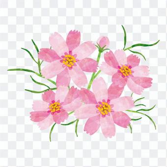 Autumn flowers / Cosmos Autumn flowers / Cosmos