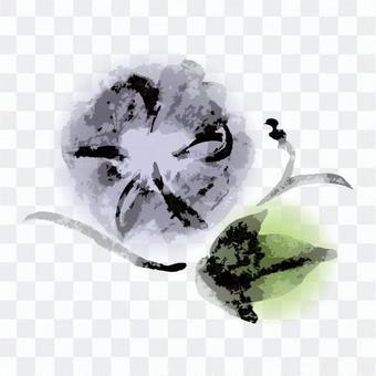 Ink painting, morning glory, colored Ink painting, morning glory, colored