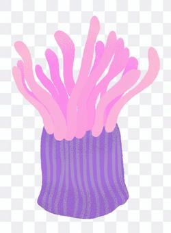 Illustration of sea anemone Illustration of sea anemone