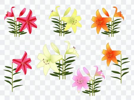 Lily flower illustration material set Lily flower illustration material set