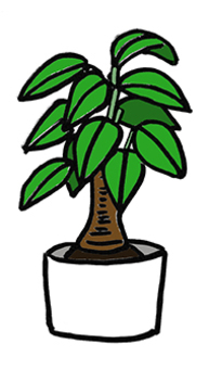 Foliage plant Foliage plant