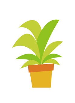 Foliage plant Foliage plant