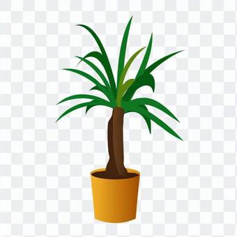 Foliage plant Foliage plant