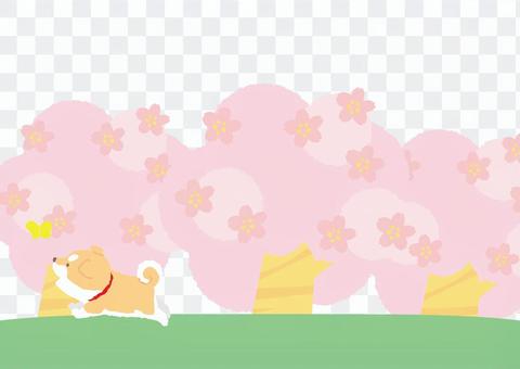 Shiba puppy - You also want to cherry a cherry blossom tree Shiba puppy - You also want to cherry a cherry blossom tree