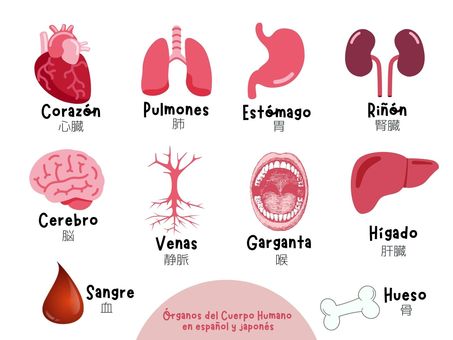 Spanish "organs of the human body" Spanish "organs of the human body"