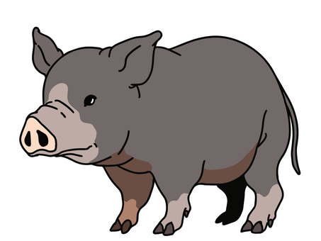 Black pig Black pig