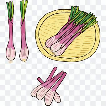 Purple shallot Purple shallot
