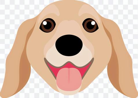 Dog breed golden retriever Dog breed golden retriever