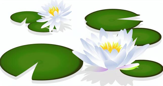 Water lily Water lily