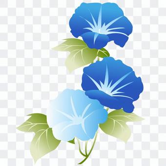 Blue and light blue morning glory Blue and light blue morning glory