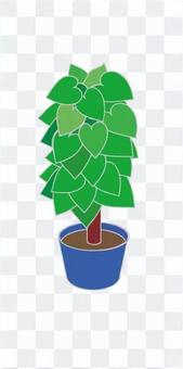 Foliage plant Foliage plant