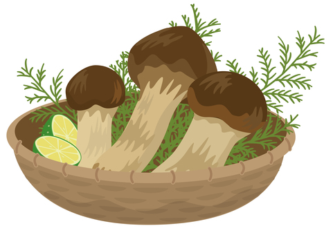 Autumn taste Matsutake mushrooms in a colander Autumn taste Matsutake mushrooms in a colander