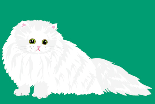 Persian cat's cat Persian cat's cat