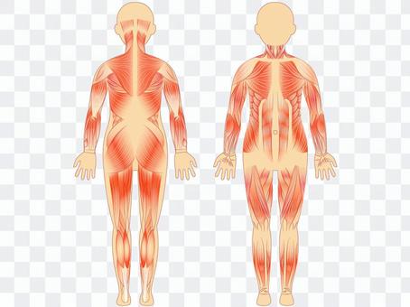 For muscle/learning For muscle/learning