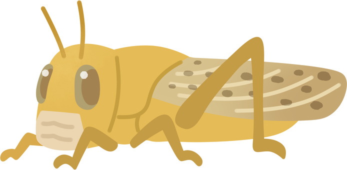 Desert locust (adult / community fauna) Desert locust (adult / community fauna)