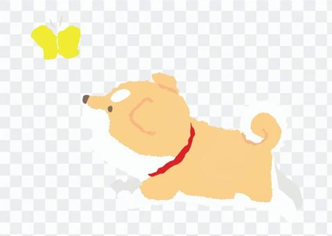 Shiba puppy - Kake scene Shiba puppy - Kake scene