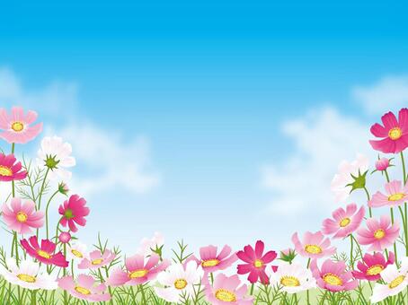 Cosmos field and blue sky background with cloud 01 Cosmos field and blue sky background with cloud 01