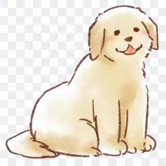 Golden retriever Golden retriever
