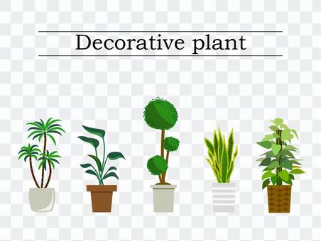 Foliage plant Foliage plant