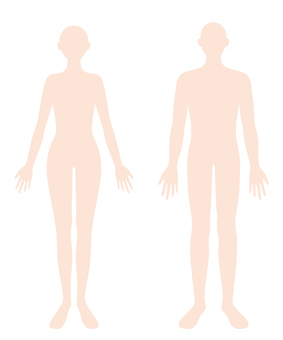 Human body Male and female body flat illustration Human body Male and female body flat illustration