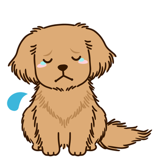 Golden retriever Golden retriever