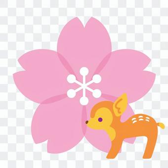 Cherry blossoms and declination Cherry blossoms and declination