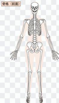 Full body skeleton (front) Full body skeleton (front)