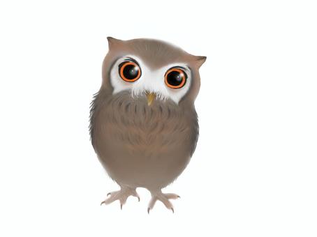 A little real owl alone A little real owl alone
