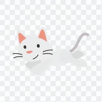 Cat - running cat Cat - running cat