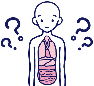Mystery of the human body Human body model Upper body Mystery of the human body Human body model Upper body