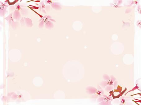Cherry Blossoms Cherry Blossoms