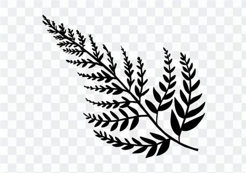 Monochrome fern plant Monochrome fern plant
