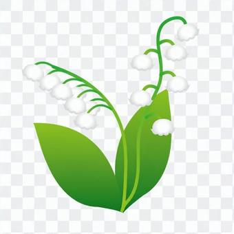 lily of the valley lily of the valley