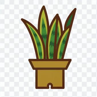 Foliage plant Foliage plant