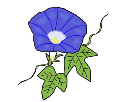 morning glory morning glory
