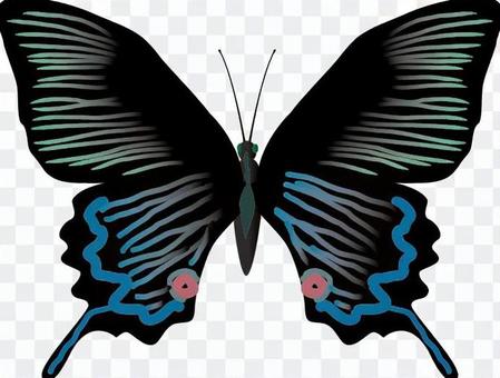 ミヤマカラスアゲハ 昆虫 虫 捕まえる ミヤマカラスアゲハ 昆虫 虫 捕まえる
