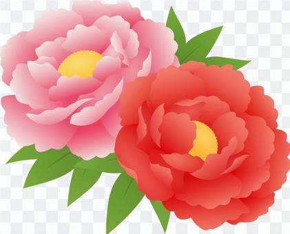 Two peonies Two peonies