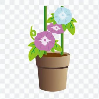 Morning glory potted plant Morning glory potted plant