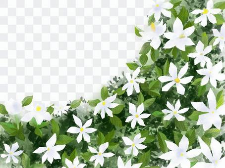 Tropical flowers (with PNG data) Tropical flowers (with PNG data)