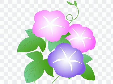 2 color morning glory 2 color morning glory