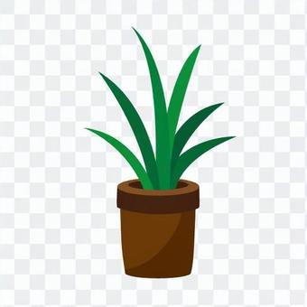 Foliage plant Foliage plant