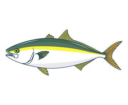 Yellowtail Yellowtail
