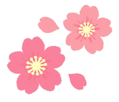 Cherry Blossoms Cherry Blossoms