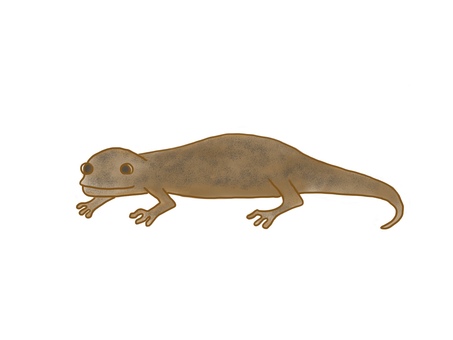 Salamander Salamander