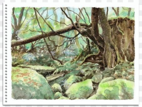Analog watercolor landscape painter Yakushima Moss Forest Analog watercolor landscape painter Yakushima Moss Forest
